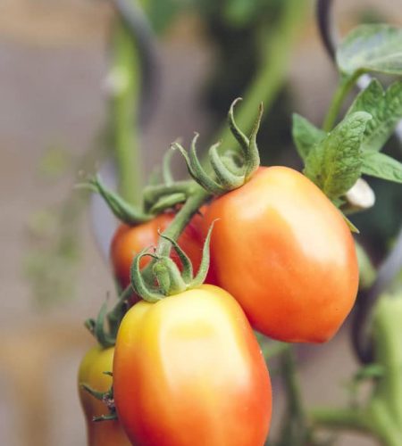 tomatos on tree